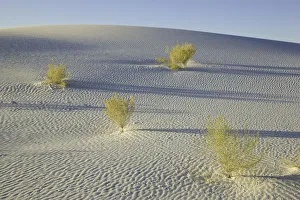 New Mexico Collection: desert plants, White Sands National Monument, NM