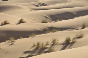 Images Dated 15th May 2010: Desert, sand dune of Erg Chebbi, Morocco, Africa