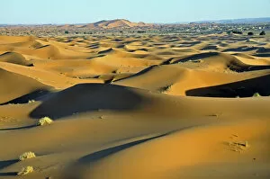 Images Dated 15th May 2010: Desert, sand dune of Erg Chebbi, Morocco, Africa