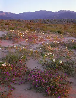 Desert sand verbena (Abronia villosa) and dune evening primrose (Oenothera deltoides) blooming on dunes at sunrise with Santa Rosa Mountains in distance, Anza Borrego Desert State Park, California, USA
