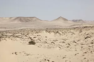 Desert with shrubs and hills, Dakhla, Western Sahara, Morocco