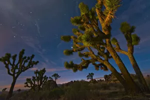 Images Dated 30th March 2012: desert, sky, sunset, joshua tree, scenic, evening, silhouette, landscape, tree, travel