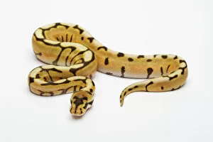 Snake Gallery: Desert Spider Ball Python or Royal Python -Python regius-, male