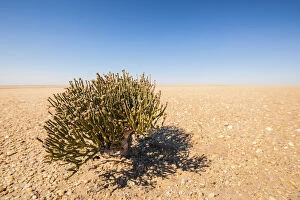 Succulent Plant Gallery: Desert Survivor, Cynanchum pearsonii (Milkweed Family) growing isolated in the middle of the Namib Desert