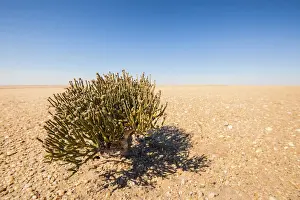 Succulent Plant Prints: Desert Survivor, Cynanchum pearsonii (Milkweed Family) growing isolated in the middle of the Namib Desert