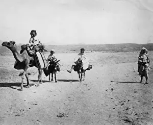Landscape Male Animal Working Prints: Desert Transport