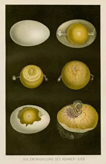 Images Dated 3rd May 2017: Development of chicken egg anatomy engraving 1857