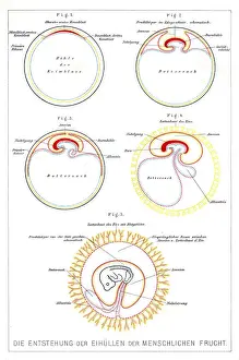 Eggs Prints: The development of human beings anatomy engraving 1857