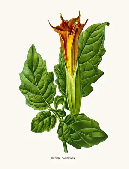 Moonflower Prints: Devils trumpets