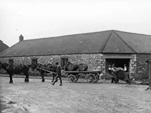 Working Animal Prints: Devon Cider