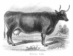 Images Dated 25th March 2017: Devon cow engraving 1873