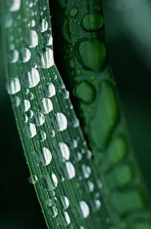 Dew droplets on grass, Unalaska Island, Alaska, USA, close-up