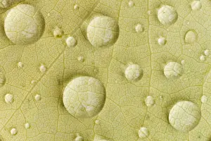 Dew drops on a beech leaf, Waldhauser, Bavaria, Germany
