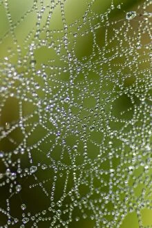 Spider Web Gallery: Dew drops on a spider web, Bay of Luebeck, Schleswig-Holstein, Germany, Europe