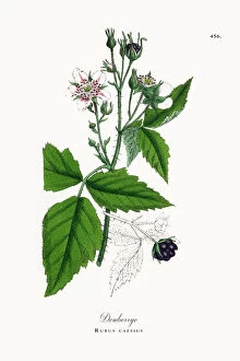 Images Dated 2nd June 2018: Dewberry, Rubus caesius, Victorian Botanical Illustration, 1863