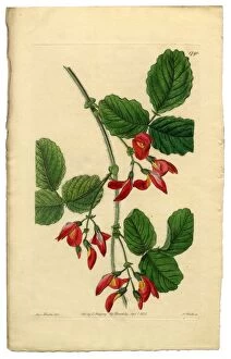 Images Dated 13th October 2016: Diadelphia Decandria Victorian Botanical Illustration, Kennedya Marryattae, Kennedya, 1835