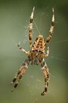 Spider Web Gallery: Diadem spider, Cross spider, European garden spider -Araneus diadematus-, habitat Europe