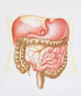 Images Dated 26th May 2006: Diagram of the abdominal cavity in the human body with the liver removed