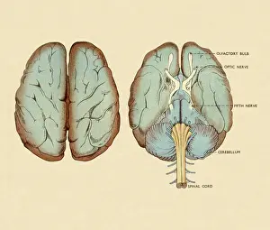 Illustrati Prints: Diagram of Brain