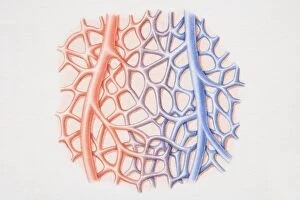 Images Dated 20th June 2006: Diagram of capillary network running between arteriole and venule