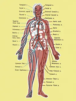 Diagram of the Circulatory System