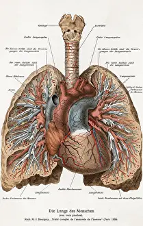 Lungs Prints: Diagram Depicting the Human Lungs