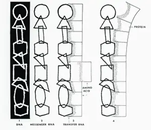 Diagram of DNA