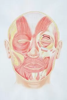 Dorling Kindersley Prints Collection: Diagram of facial muscles, front view