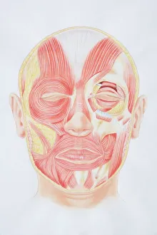 Dorling Kindersley Prints Gallery: Diagram of facial muscles, front view