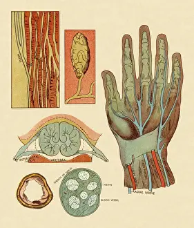 Blood Flow Prints: Diagram of Hand Nerves and Arteries