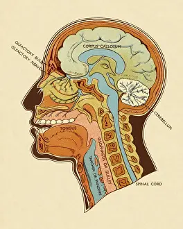 Human Face Prints: Diagram of Head and Neck