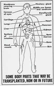 Diagram of Human Body