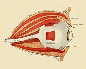 Eyeball Prints: Diagram of Human Eye