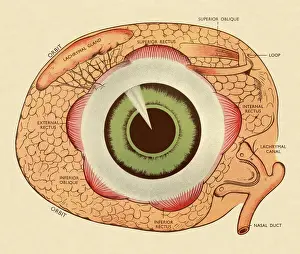 Illustrati Prints: Diagram of Human Eye