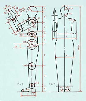 Blue Background Gallery: Diagram of Human Figure