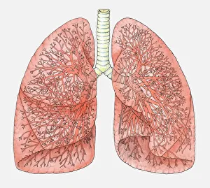 Branches Collection: Diagram of human lungs showing blood supply