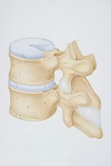 Images Dated 14th June 2006: Diagram of a human thoracic vertebrae including the intervertebral disk