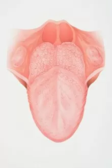 Food And Drink Gallery: Diagram illustrating the anatomy of the tongue, front view