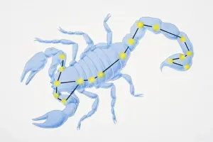 South Prints: A diagram illustrating the constellation of Scorpius complete with image of a scorpion