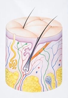 Section Gallery: Diagram illustrating the two layers of human skin, epidermis, dermis and hair follicle