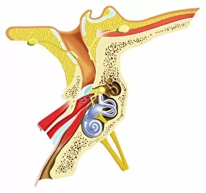 Diagram of inner ear showing auditory canal, eardrum, semicircular canals, cochlea, cochlea nerve, eustachian tube