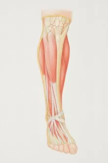Images Dated 3rd July 2006: Diagram of lower leg illustrating muscle groups, nerves and veins