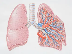 Images Dated 19th May 2006: Diagram of the lungs, front view