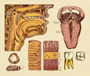 Diagram of Mouth