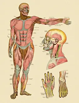 Diagram of Front Muscles of Human Body