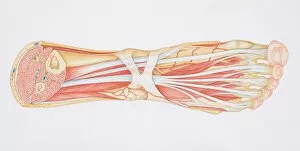 Images Dated 26th May 2006: Diagram of the muscles and tendons in the human ankle and foot