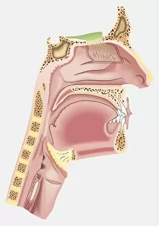 Diagram of nasal passages