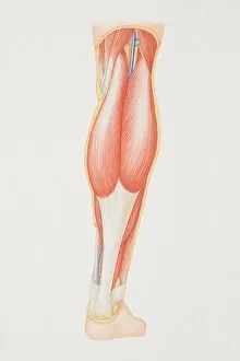 Back Gallery: Diagram of back of lower leg illustrating muscle groups, nerves and veins