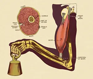 Bicep Prints: Diagram of of Muscles and Bones in Arm