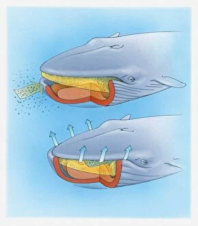 Arrow Sign Gallery: Diagram showing how baleen whale eats plankton and krill